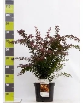 Punainen berberisaita